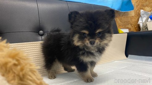 成約済の兵庫県のポメチワ:ポメラニアン×チワワ-343422の8枚目